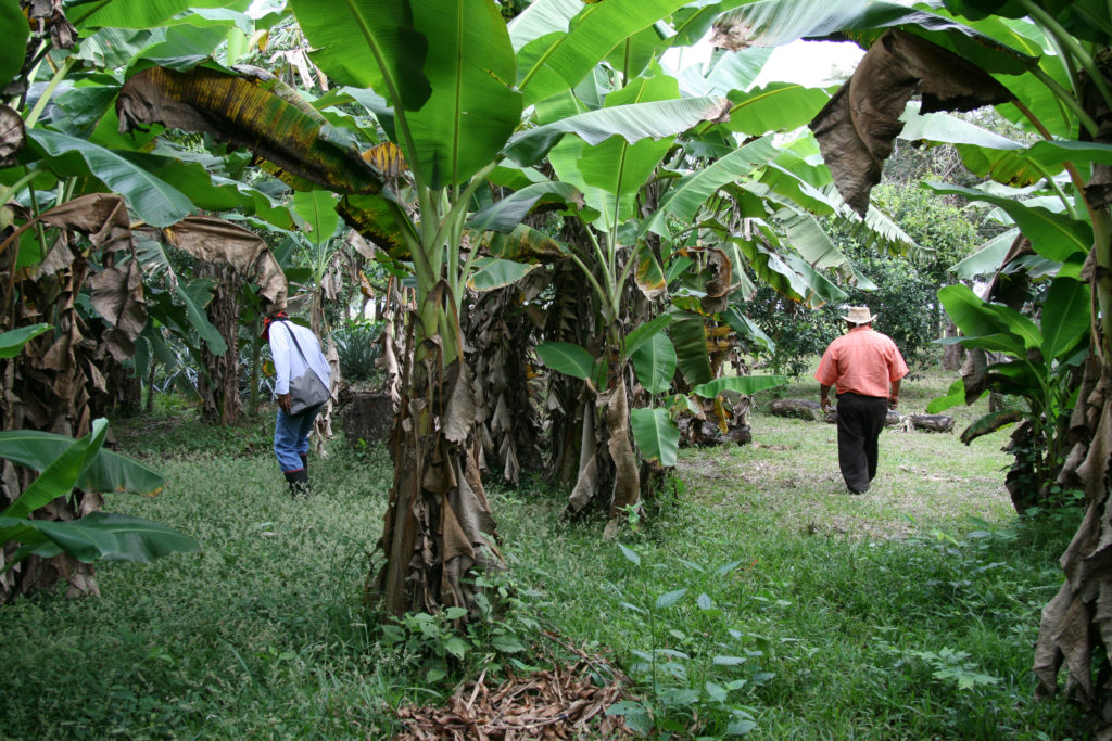 Två män syns bland några stora träd i Colombia.
