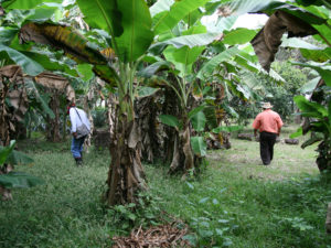 Två män syns bland några stora träd i Colombia.