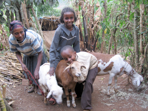 Kibbitu deltar i Mettu församlings läsklass och i annan verksamhet som kvinnorna ordnar. Hon fick ett lamm av församlingens kvinnogrupp och nu har familjen bättre inkomster. Till barnens stora förtjusning har fåret fått lamm. Foto: Regina Hantikainen.