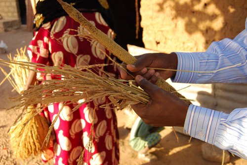 Hirs är en av de viktigaste spannmålen i Senegal. I en del områden går det också att odla små mängder ris. Foto: Paula Laajalahti