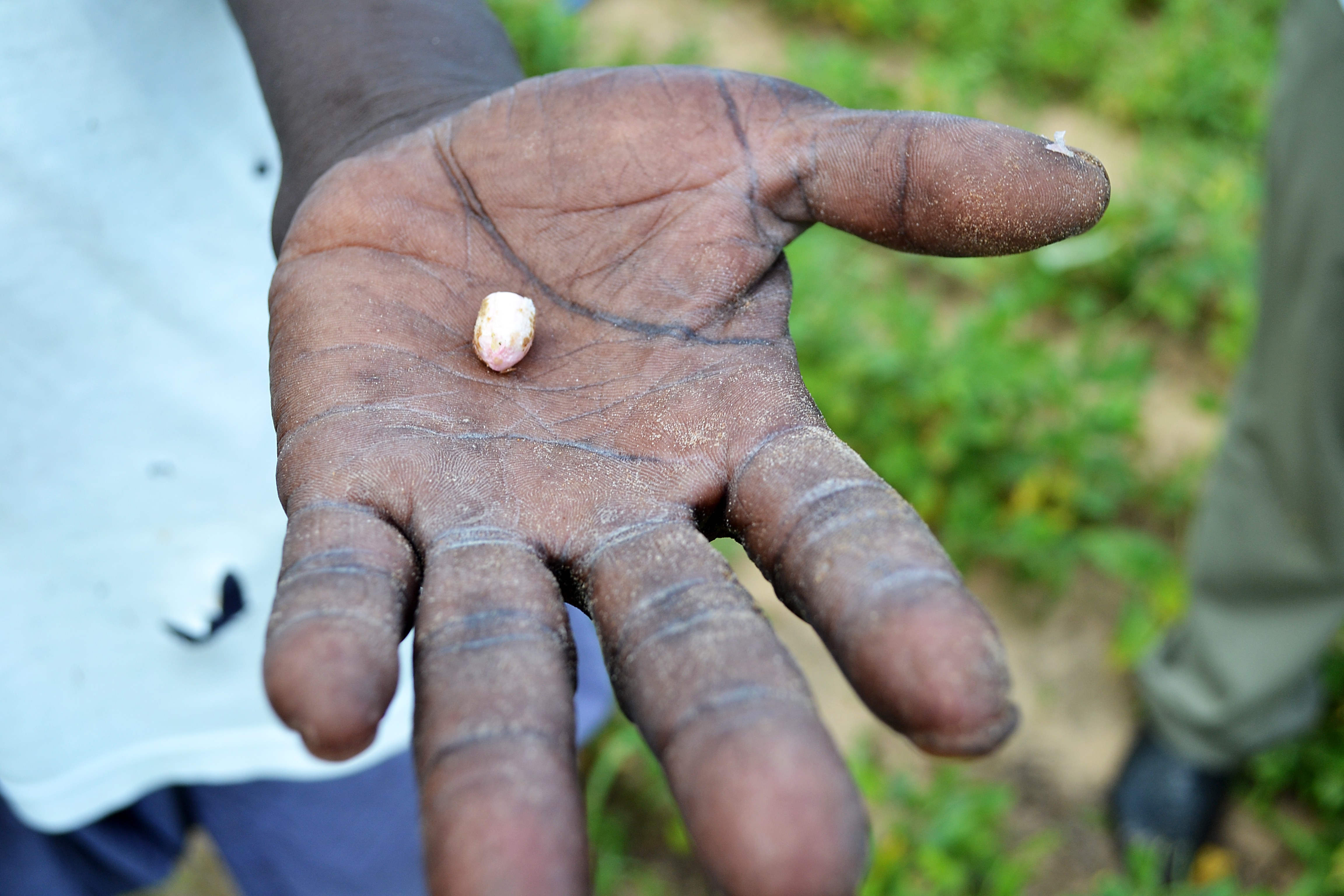 Jordnötter är en viktig proteinkälla i Senegal och samtidigt en god handelsvara. En riklig skörd väntas nu. Foto: Ann-Katrin Store