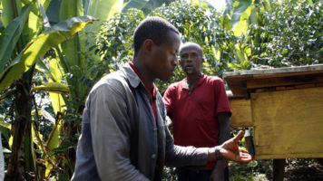 Adashe Mesfin och hans far Adashe Uchi sköter bikuporna som nu hålls på marken. Alemayehu Asfaw (vänst.) ympar skickligt äppelträdsplantor. Timo Ahlberg som deltar i ett projektarbete i Etiopien förklarar metoden för biståndskoordinator Katri Leino-Nzau som kommit på inspektionsresa